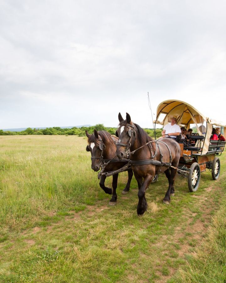 Irány fogatokkal a Káli-medence