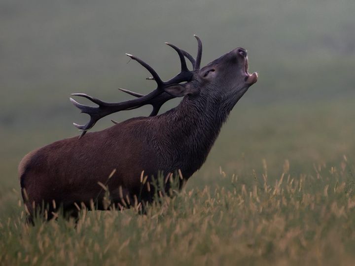 Őszi lovaskocsis szarvasbőgés túrák (éjjel!)