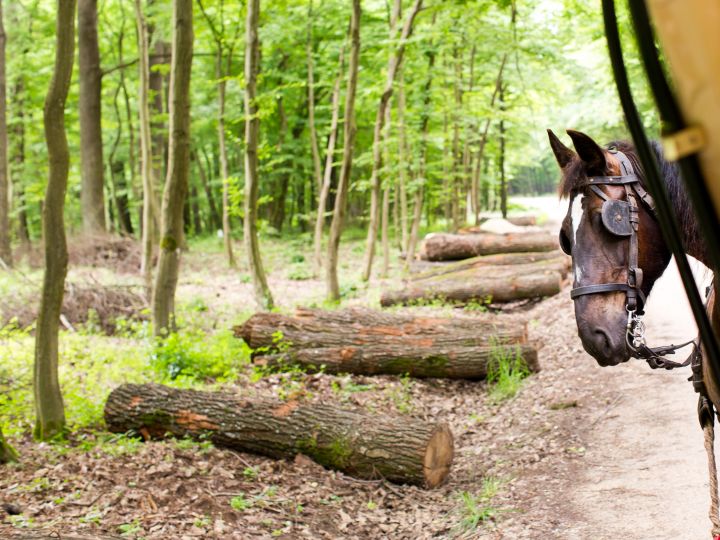 "Húzd meg, ereszd meg...!"  - Lovas rönkhúzás