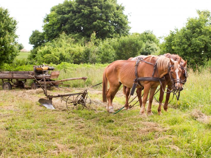 "Szánt a babám..." - Lovas szántás napja