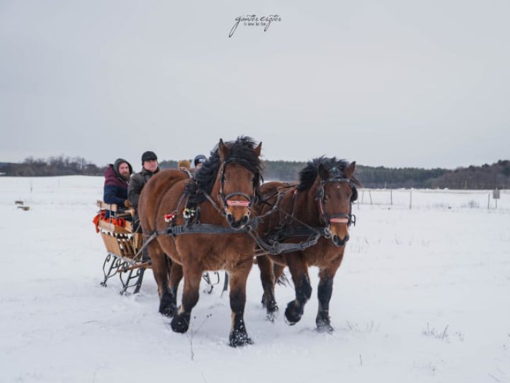 Lovas szánozás 2022 és 2023 fotói