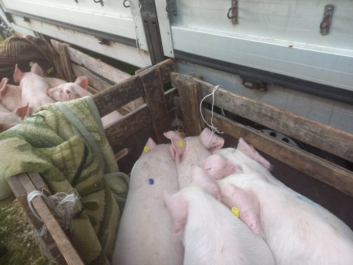 Állatvásár március-november: minden hó 1. vasárnapján