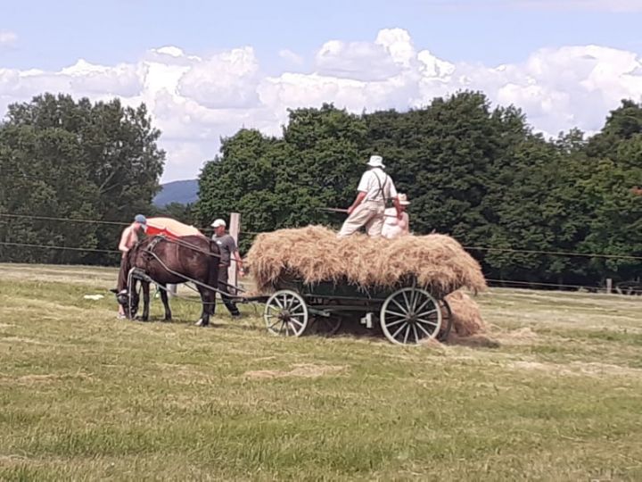Szénakészítés cserkészekkel, lovas gépekkel