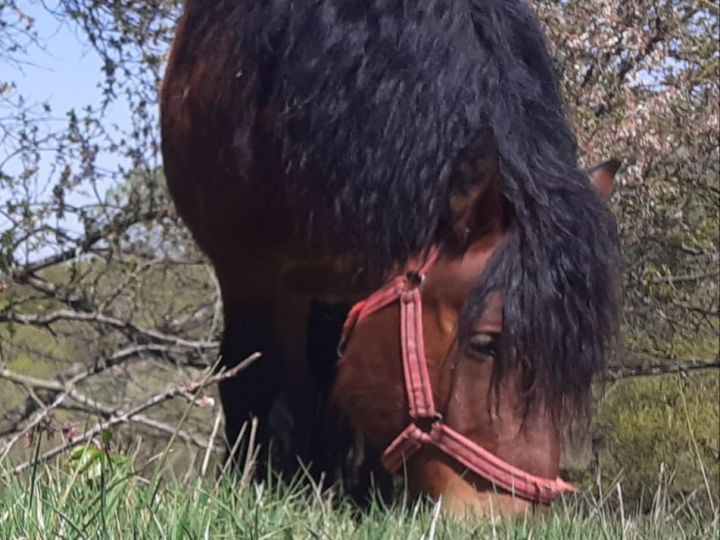 Legelő jószágaink