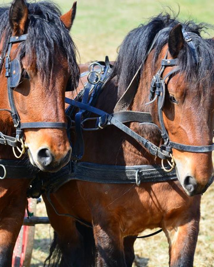 Indul a gazdAkadémia