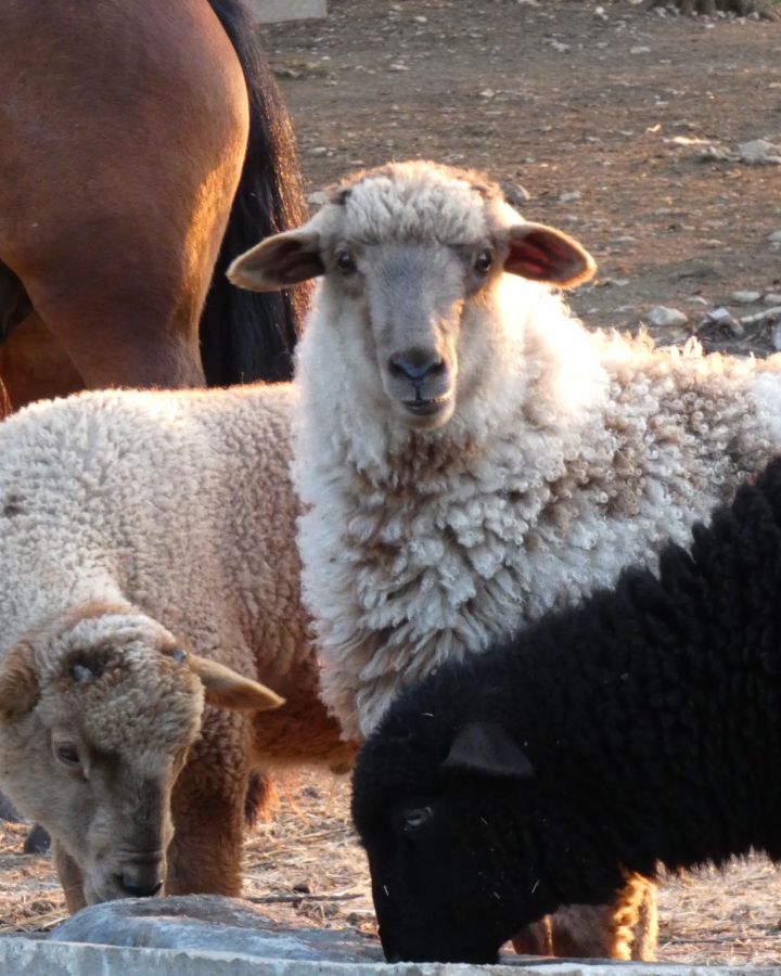 Indul a gazdAkadémia