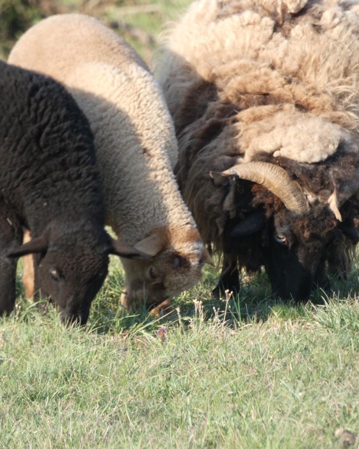 Indul a gazdAkadémia