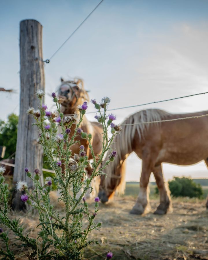 Foglaljon online fogatos, lovas kocsi-élményt