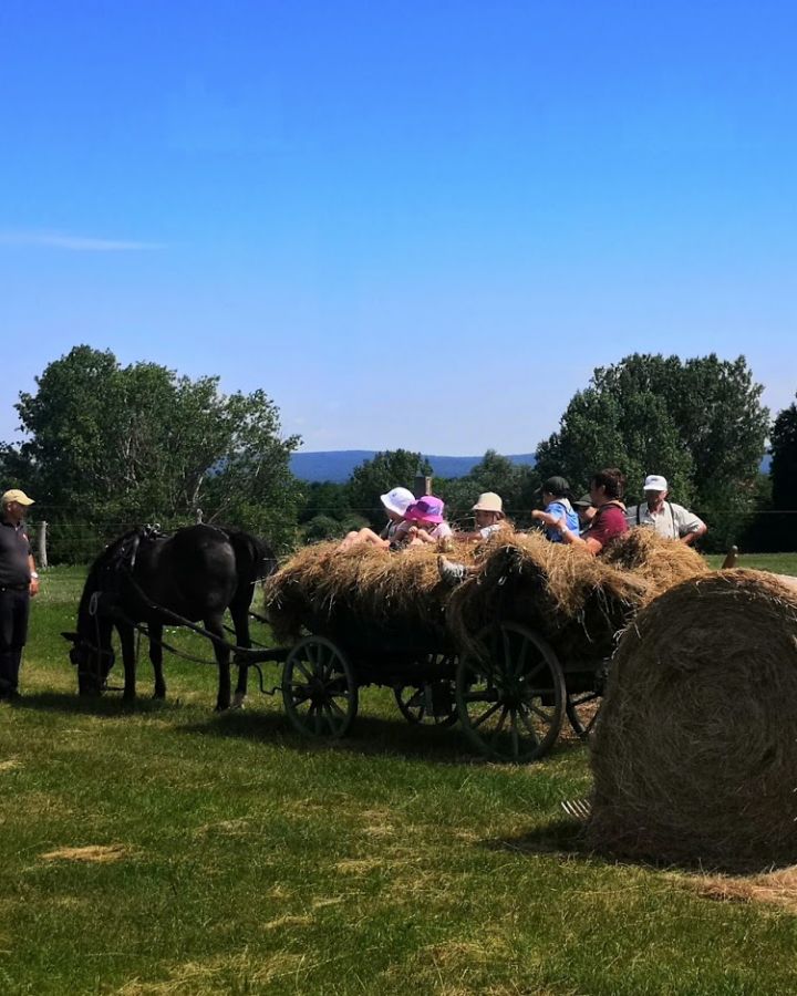 Cserkészek táboroztak és ismerkedtek a hagyományos szénakészítéssel 