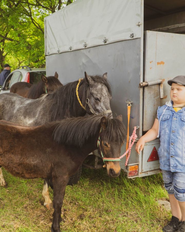 Állatvásár-szabályok, mit igen és mit nem