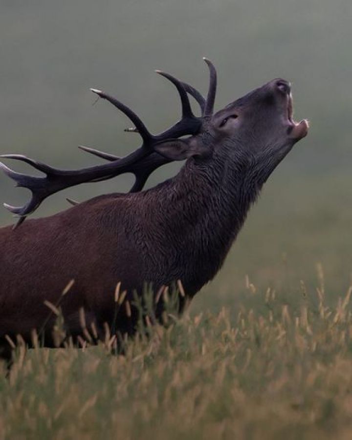 Őszi lovaskocsis szarvasbőgés-túrák foglalhatóak