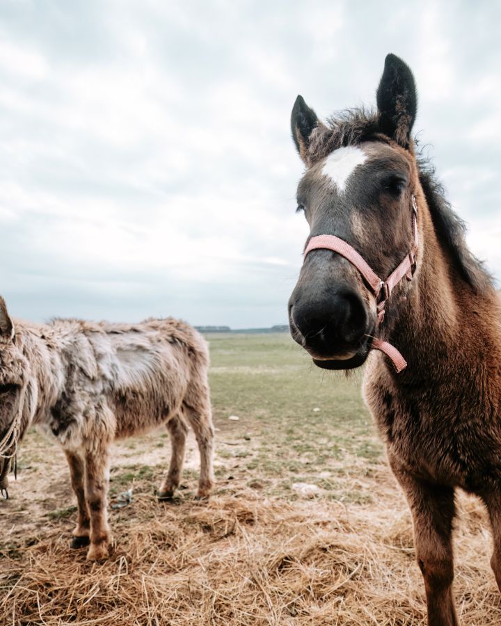 Nyitott birtok - meglepetésekkel