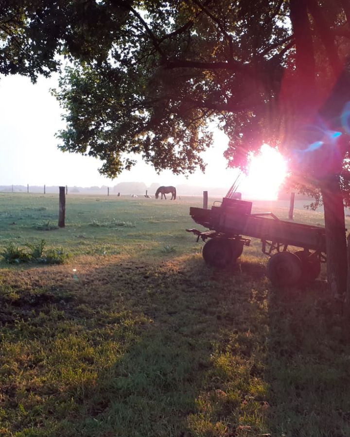 Foglaljon online fogatos, lovas kocsi-élményt