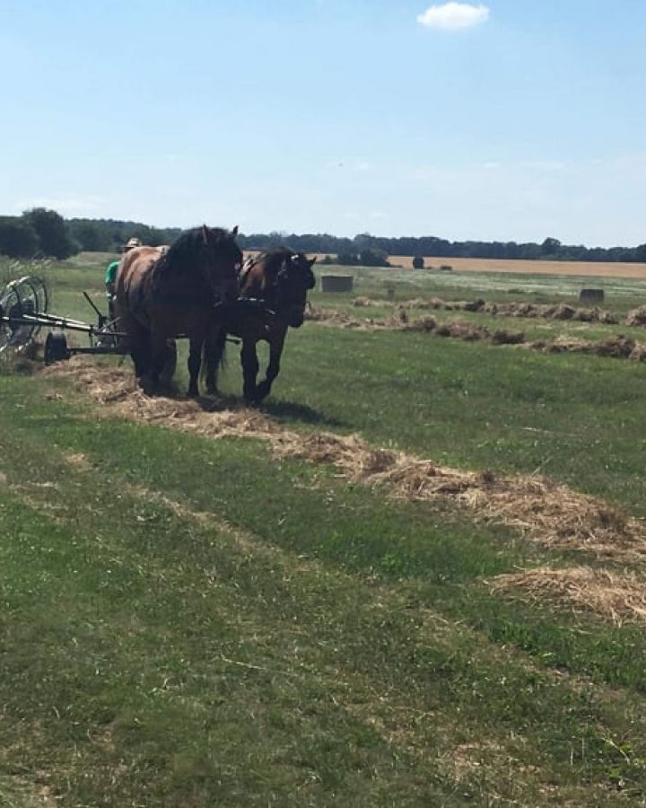 Cserkészek táboroztak és ismerkedtek a hagyományos szénakészítéssel 