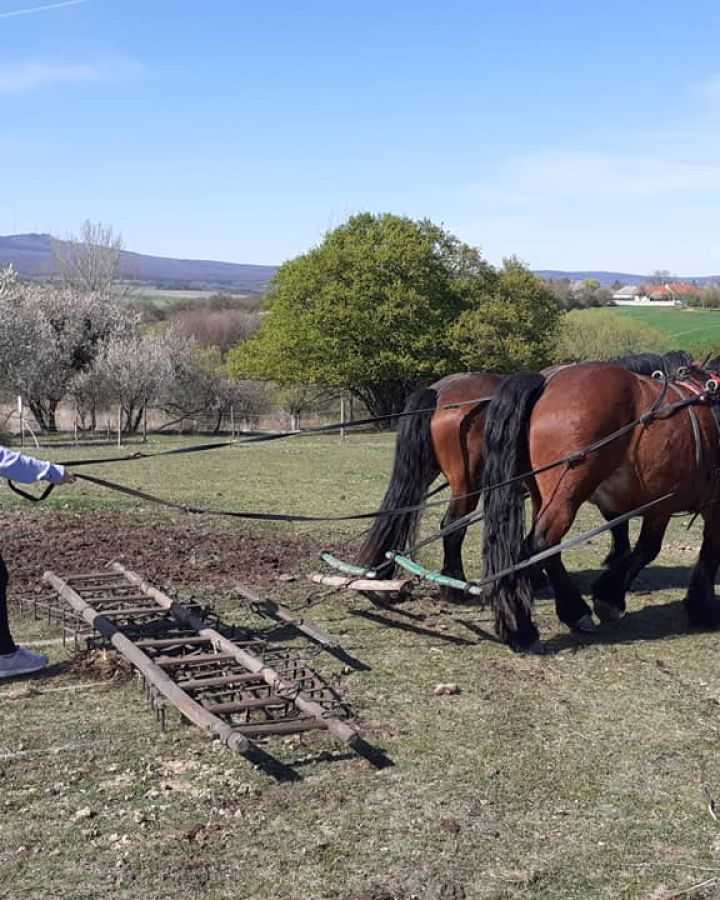 Indul a gazdAkadémia
