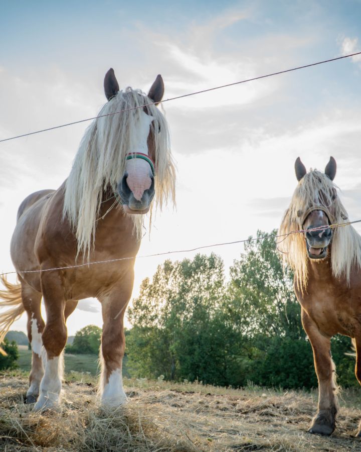 Indul a gazdAkadémia
