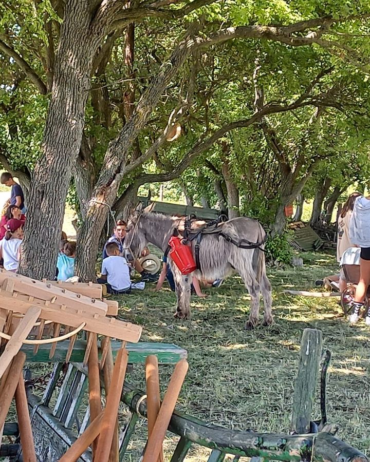 Tanyás Gazda Gyermek- és ifjúsági tábor