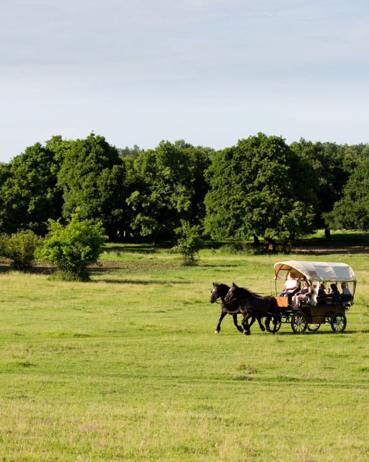 Három-napos exkluzív Balaton-felvidék lovas kocsi-túrák leírása