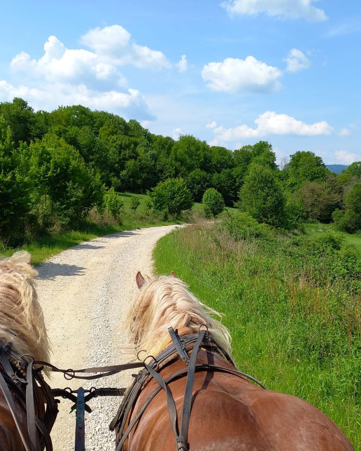 Foglaljon online fogatos, lovas kocsi-élményt