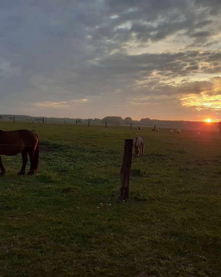 Foglaljon online fogatos, lovas kocsi-élményt