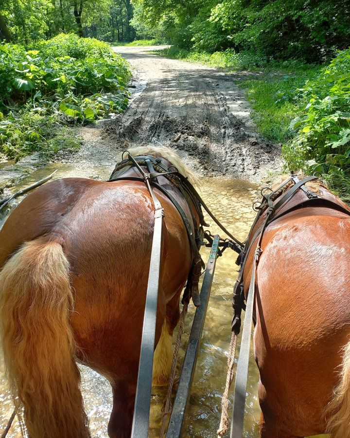 Foglaljon online fogatos, lovas kocsi-élményt