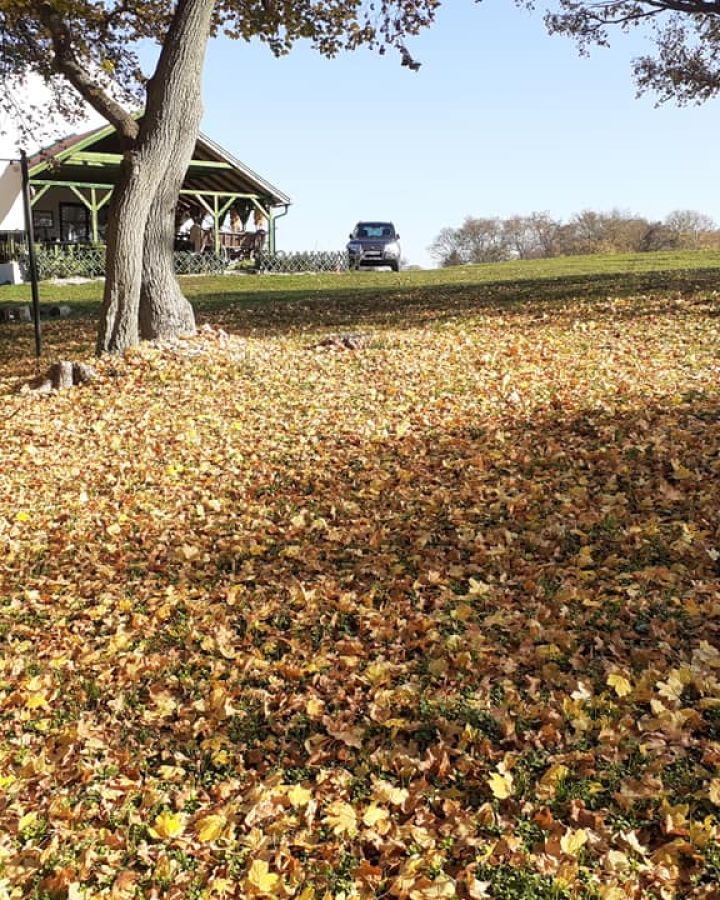 Őszi lovaskocsis szarvasbőgés-túrák foglalhatóak