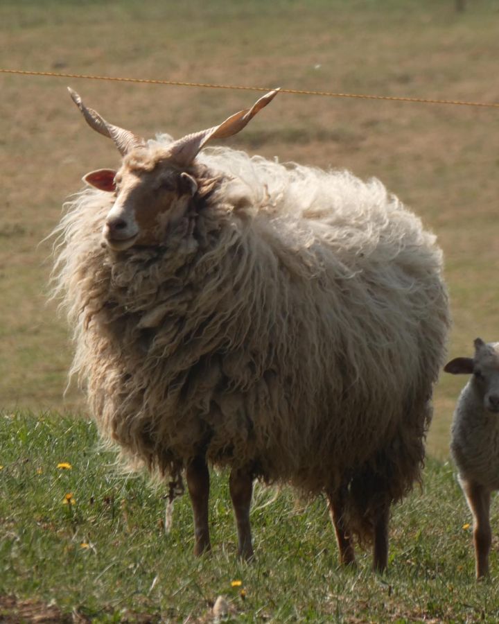 Indul a gazdAkadémia
