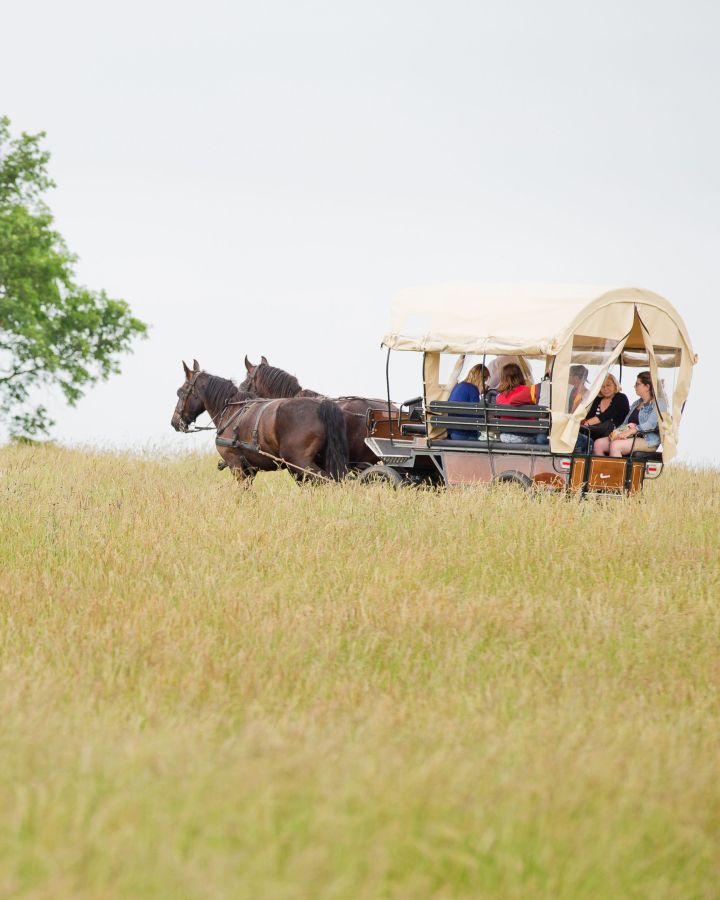 Foglaljon online fogatos, lovas kocsi-élményt