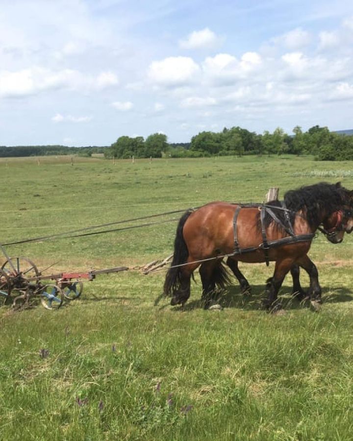 Cserkészek táboroztak és ismerkedtek a hagyományos szénakészítéssel 