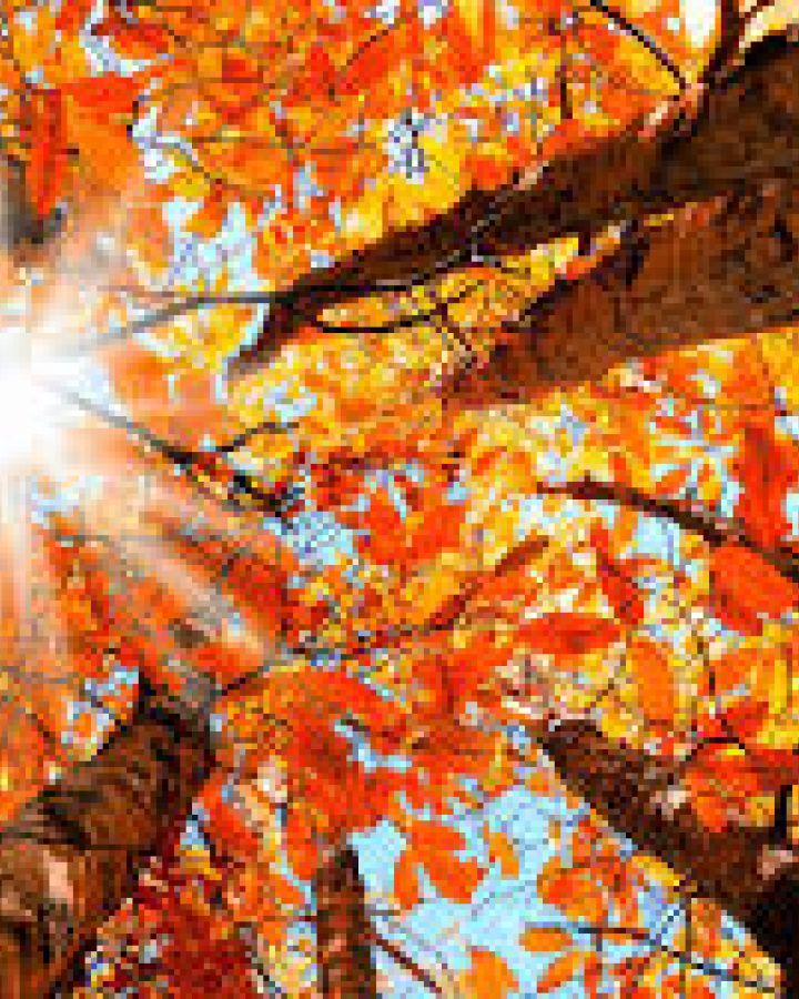 Őszi nyitvatartásunk