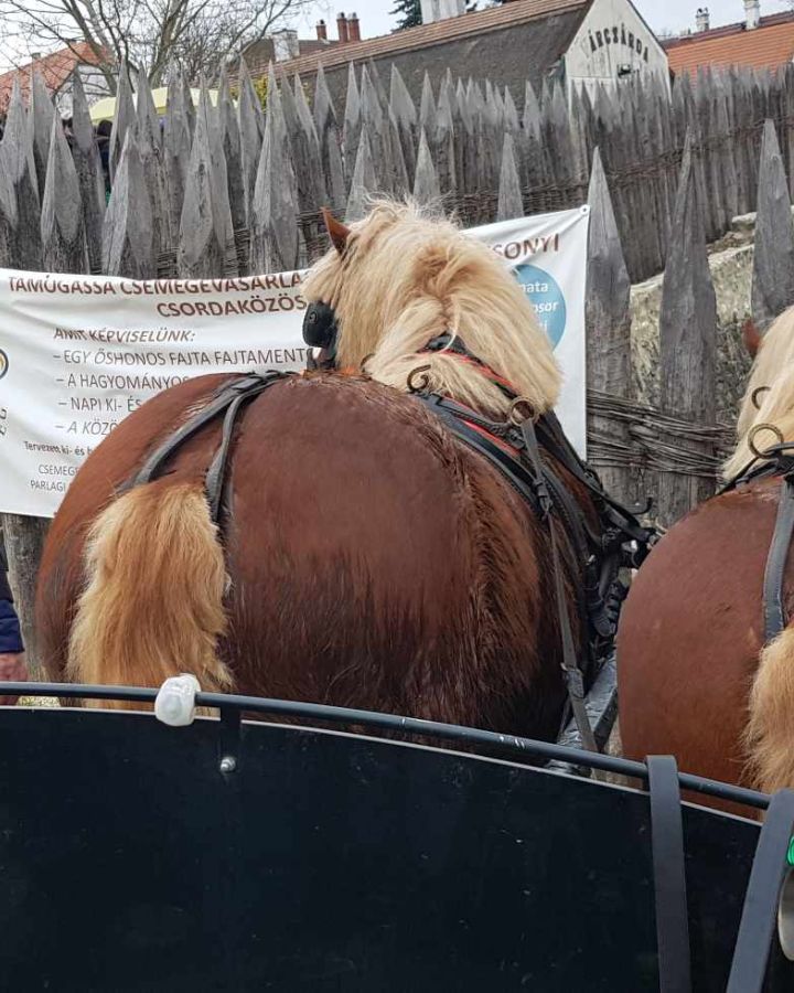 Alapítványunk a nagyvázsonyi lovas farsangon jubilált
