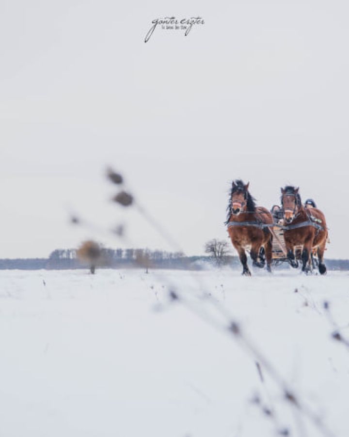 Lovas szánozás exkluzív ajánlattal