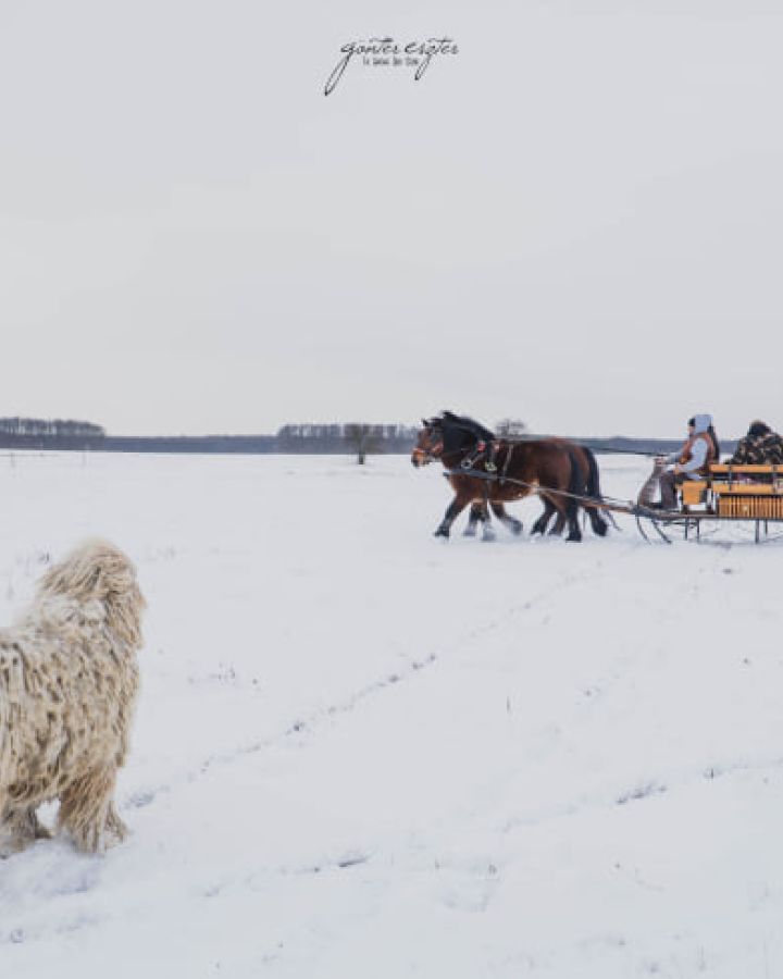 Lovas szánozás exkluzív ajánlattal