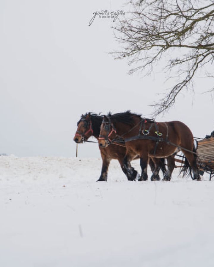 Lovas szánozás exkluzív ajánlattal