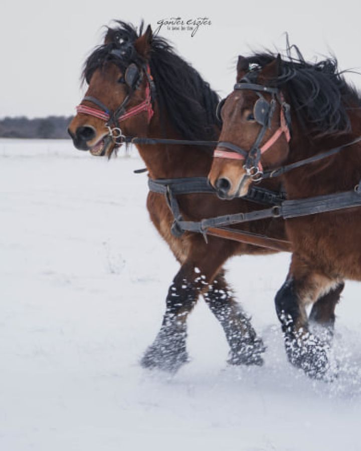 Lovas szánozás exkluzív ajánlattal