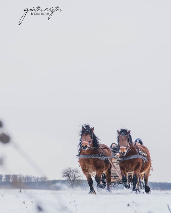 Lovas szánozás exkluzív ajánlattal