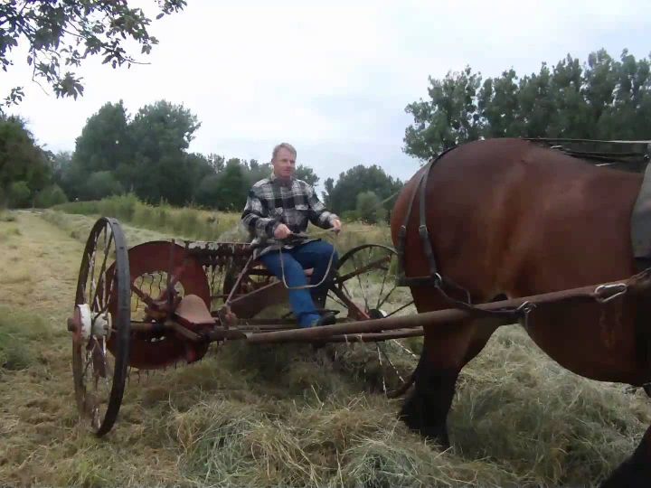 Lovas rendsodrózás Belga hidegvérűvel