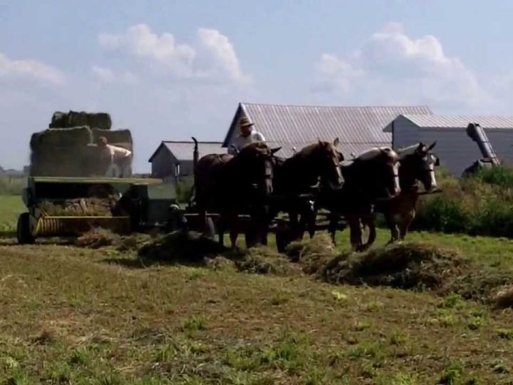 Amish 4 lovas bálázó fogat