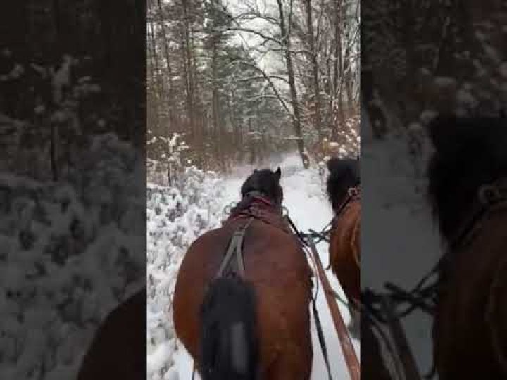 Lovas szánunk (2021. január)